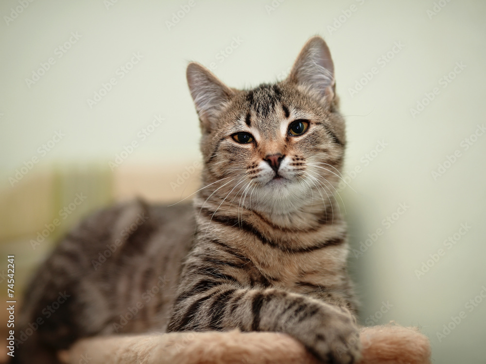 Striped domestic cat.