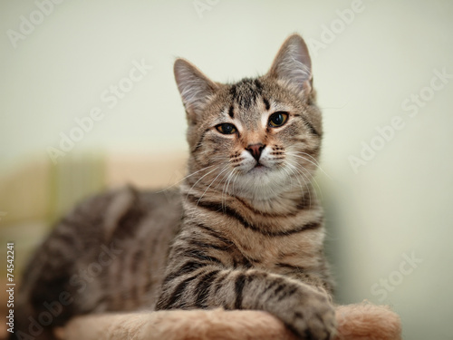 Striped domestic cat. © Azaliya (Elya Vatel)