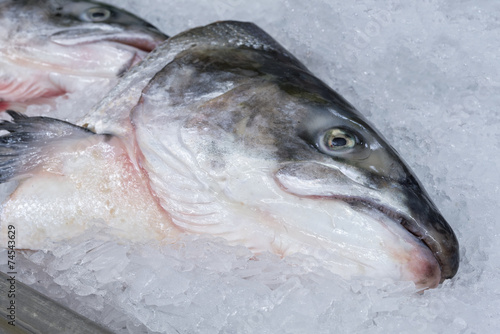 Salmon head on ice