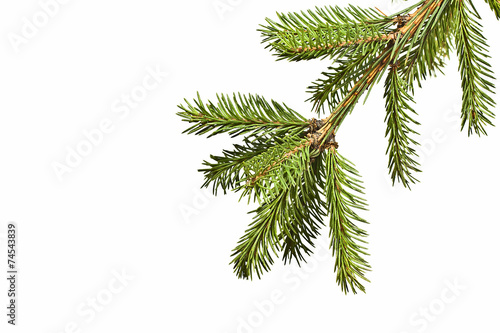 Spruce branch on a white background