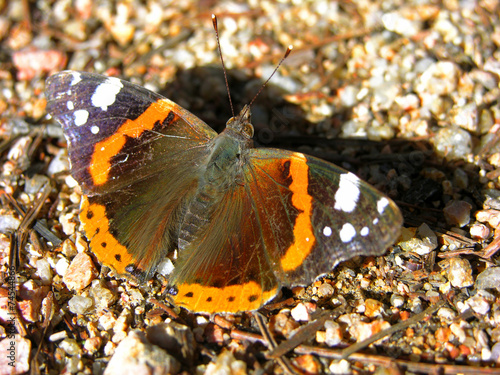 farfalla d'autunno