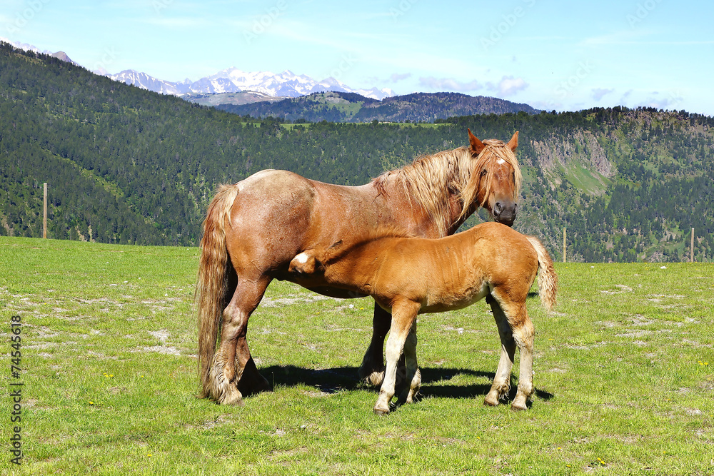 Picturesque nature landscape with horse and foal.