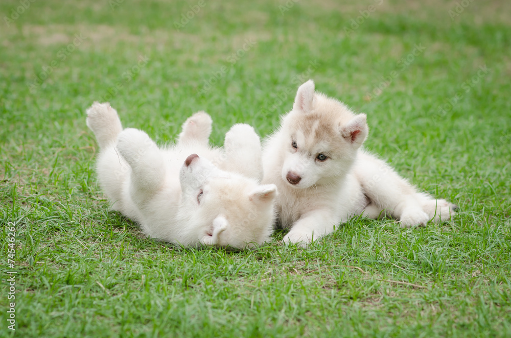 Two siberian husky puppy on green grass Two siberian husky puppy on green grass