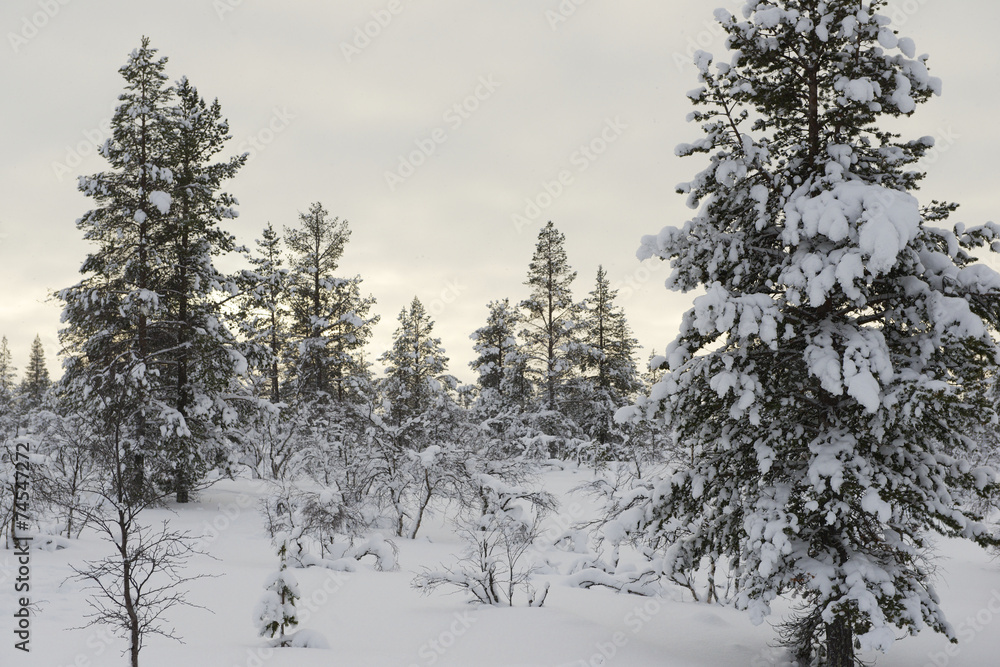 Forest in snow on a cloudy morning, Lapland, Finland. Forest in snow on a cloudy morning, Lapland, Finland.