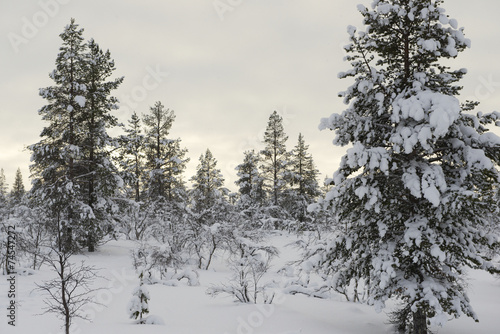 Forest in snow on a cloudy morning, Lapland, Finland. photo