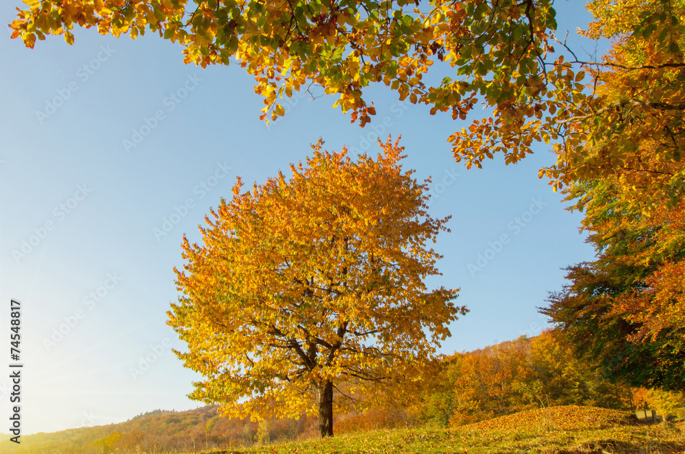 Fototapeta premium Yellow Beautiful Tree