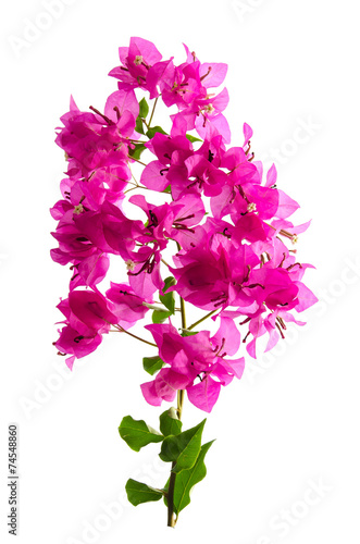 Foto Pink blooming bougainvilleas