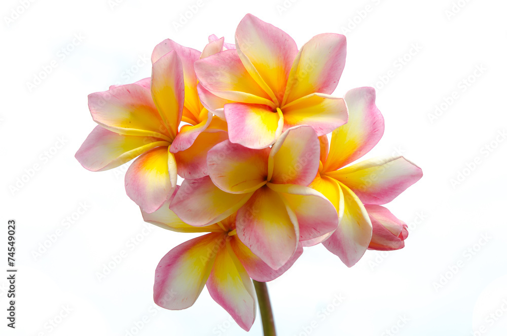 Close up of plumeria Close up of plumeria