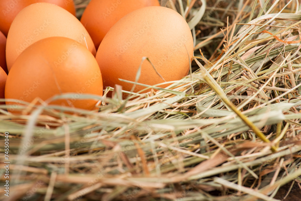 Eggs the delicious and nutritious product Eggs the delicious and nutritious product