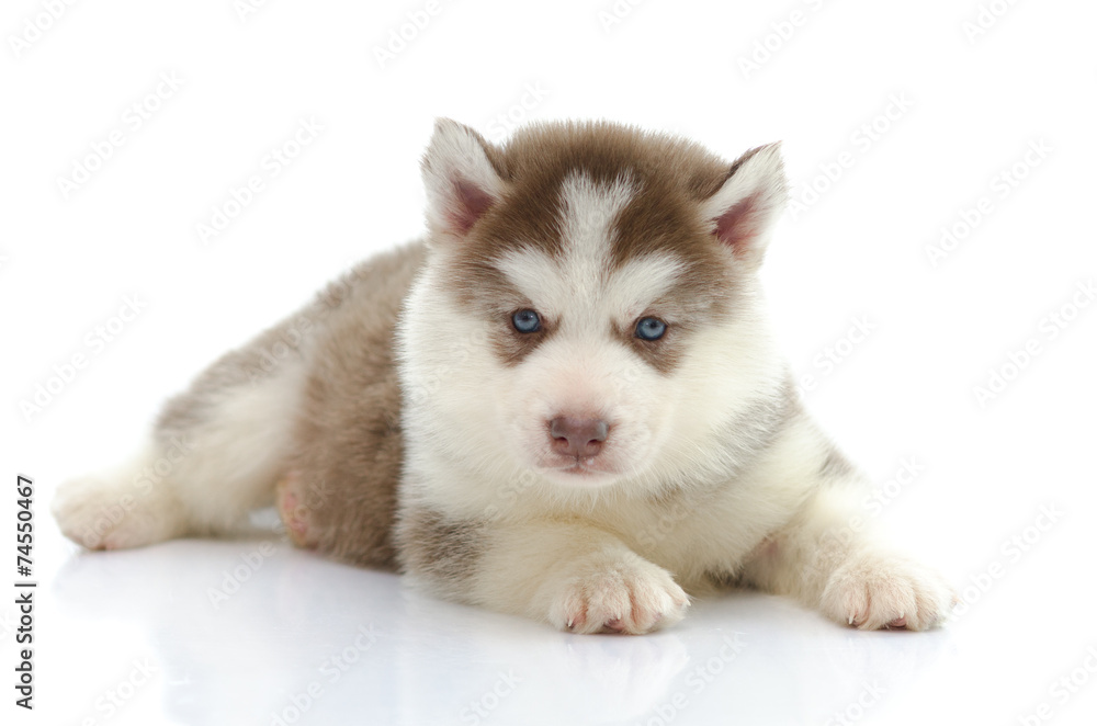 Cute siberian husky laying and looking isolated Cute siberian husky laying and looking isolated