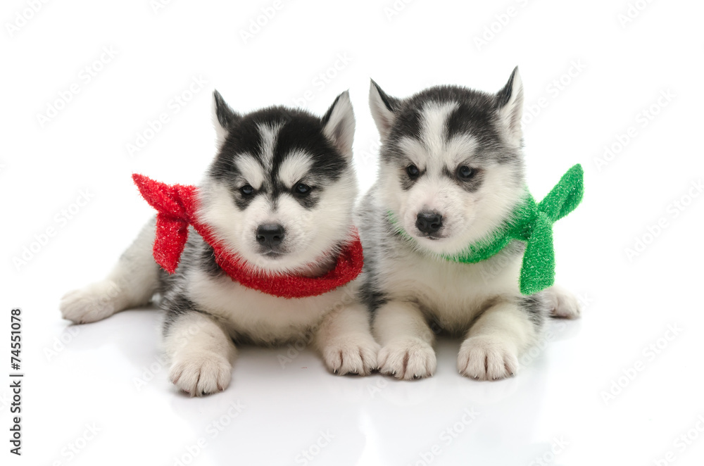 Two cute puppy siberian huky on white background