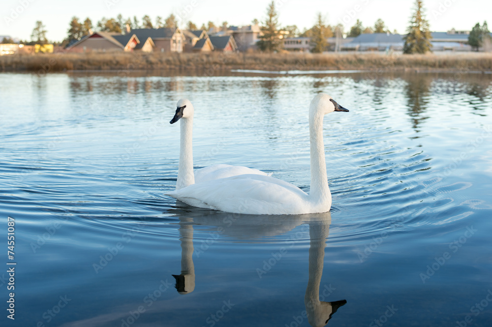 Fototapeta premium couple of swans in the lake 