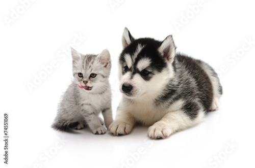 Cute Kitten and puppy on white background