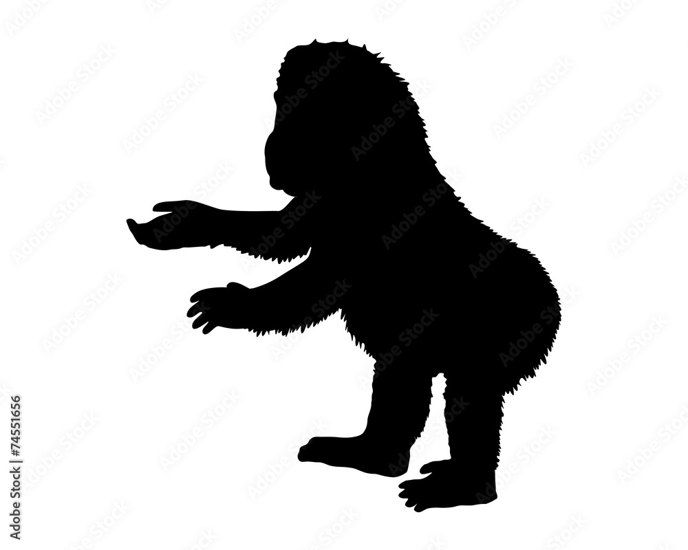 Gorilla Gorilla
