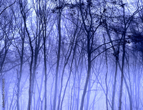misty winter trees