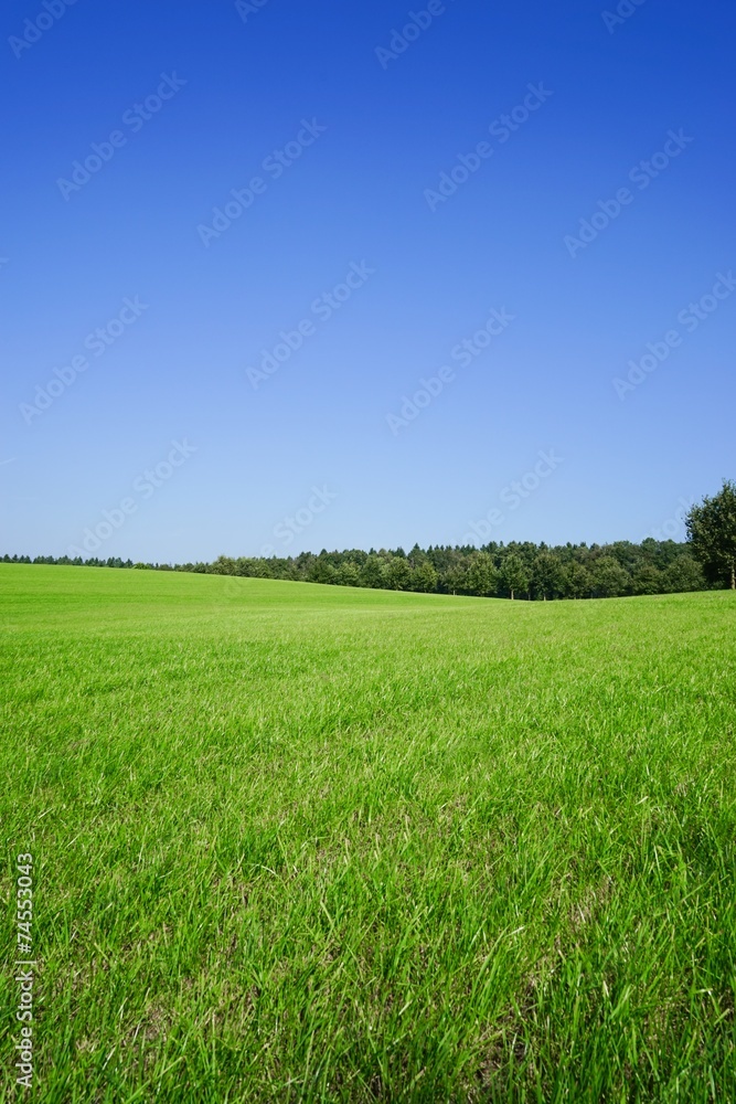 Fototapeta premium Hügelige , große Wiese mit Wald im Hintergrund