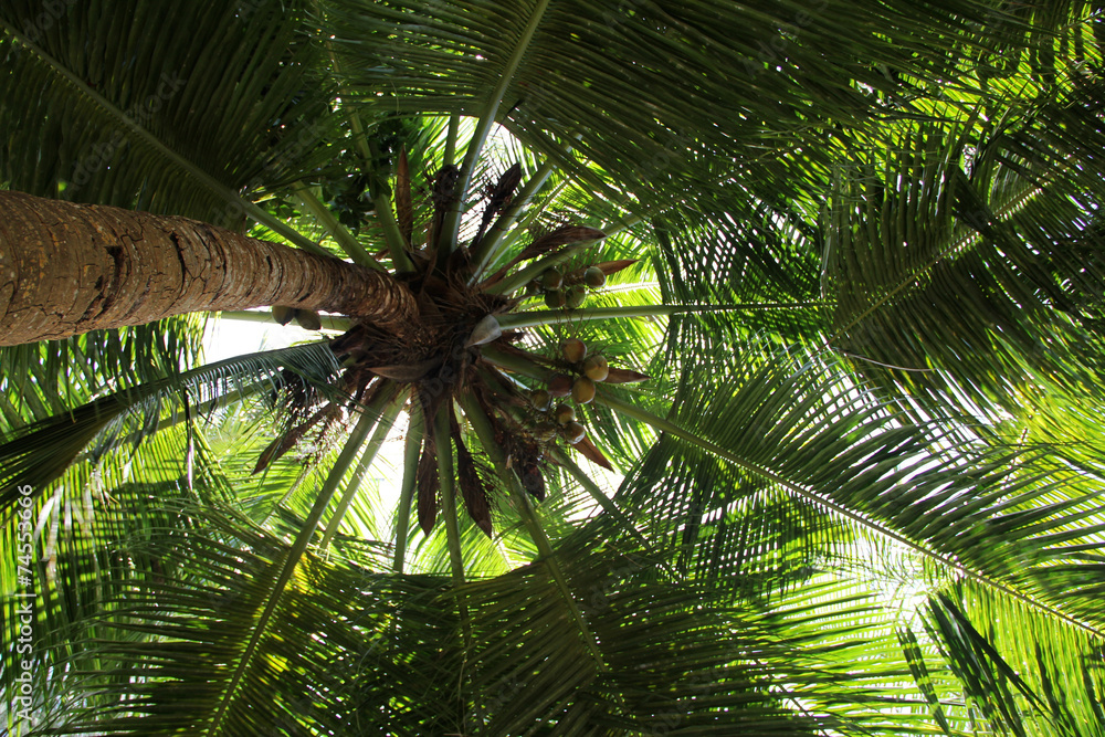 Fototapeta premium Palm tree crown dark firmament