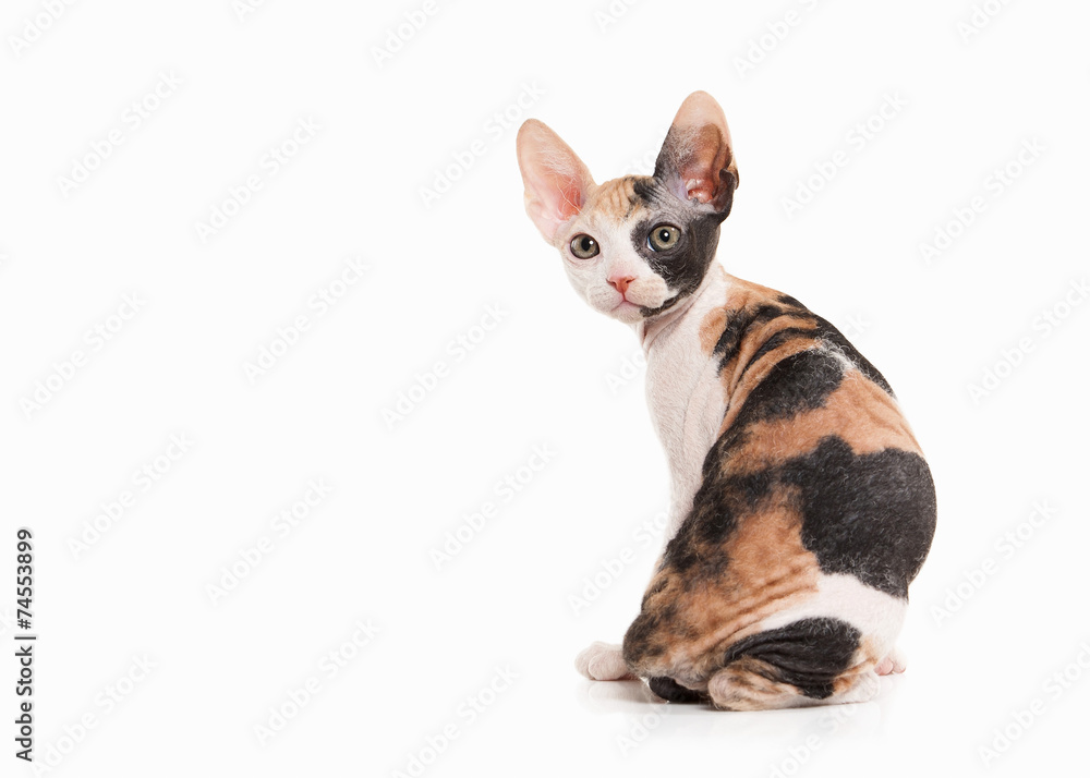 Obraz premium Don sphynx kitten on white background