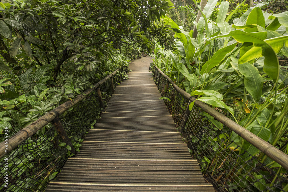 Stair steps in the jungle garden Stair steps in the jungle garden