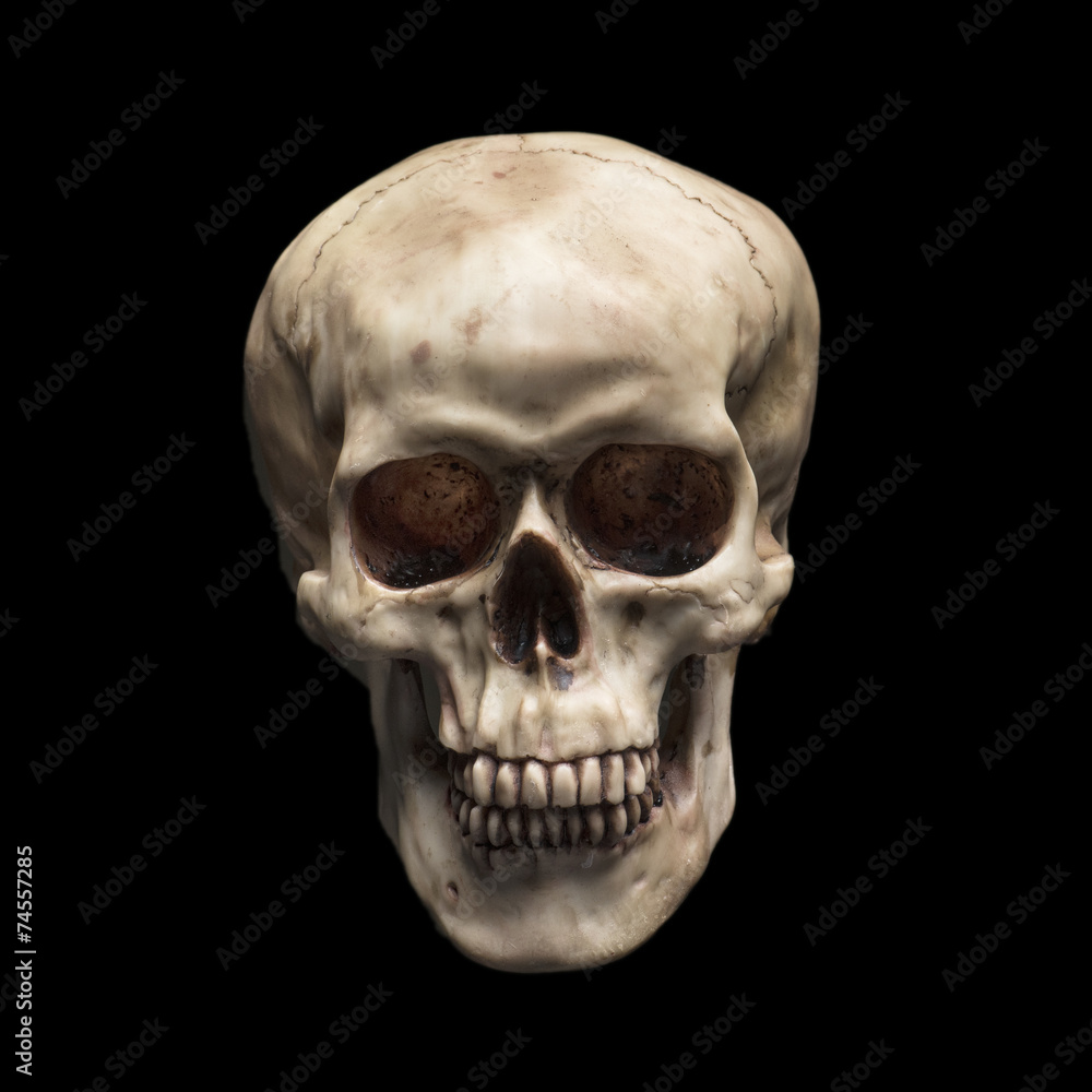 Obraz premium Skull
