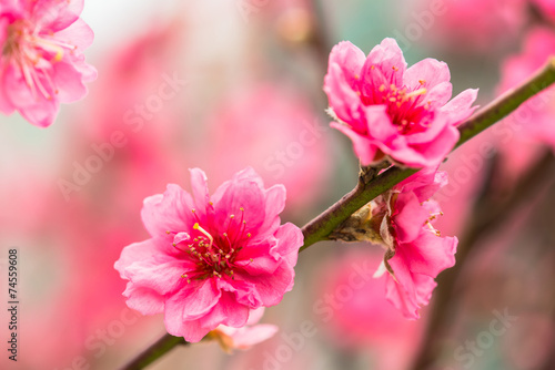 red Plum blossoms