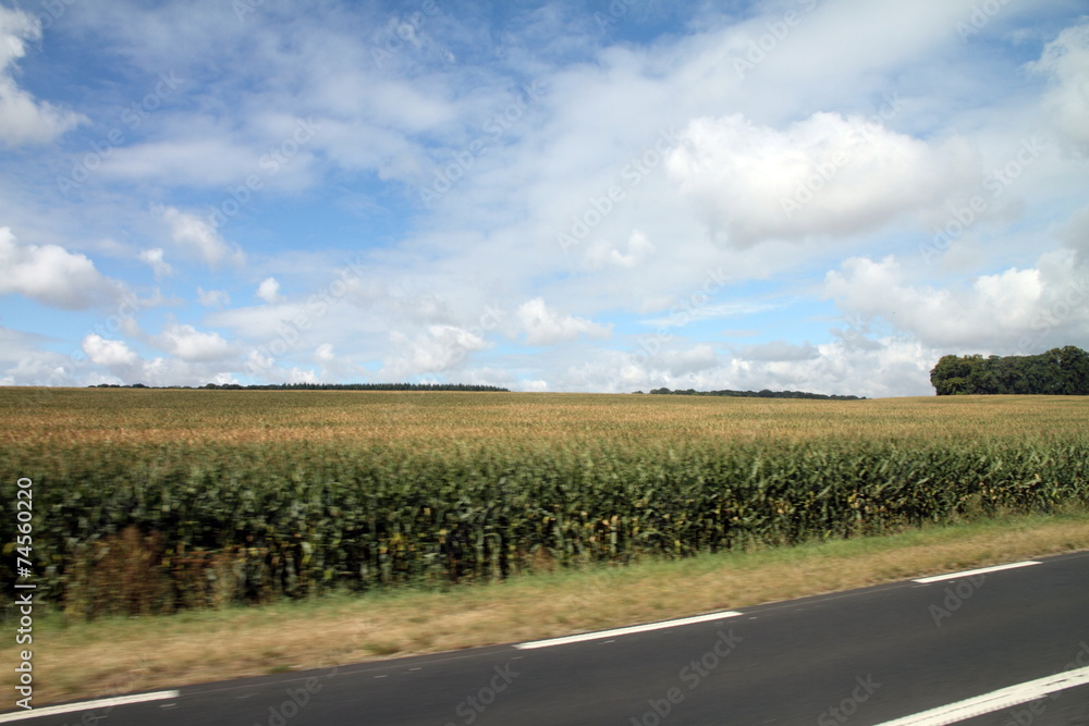 Cereal plantation, Ille de France