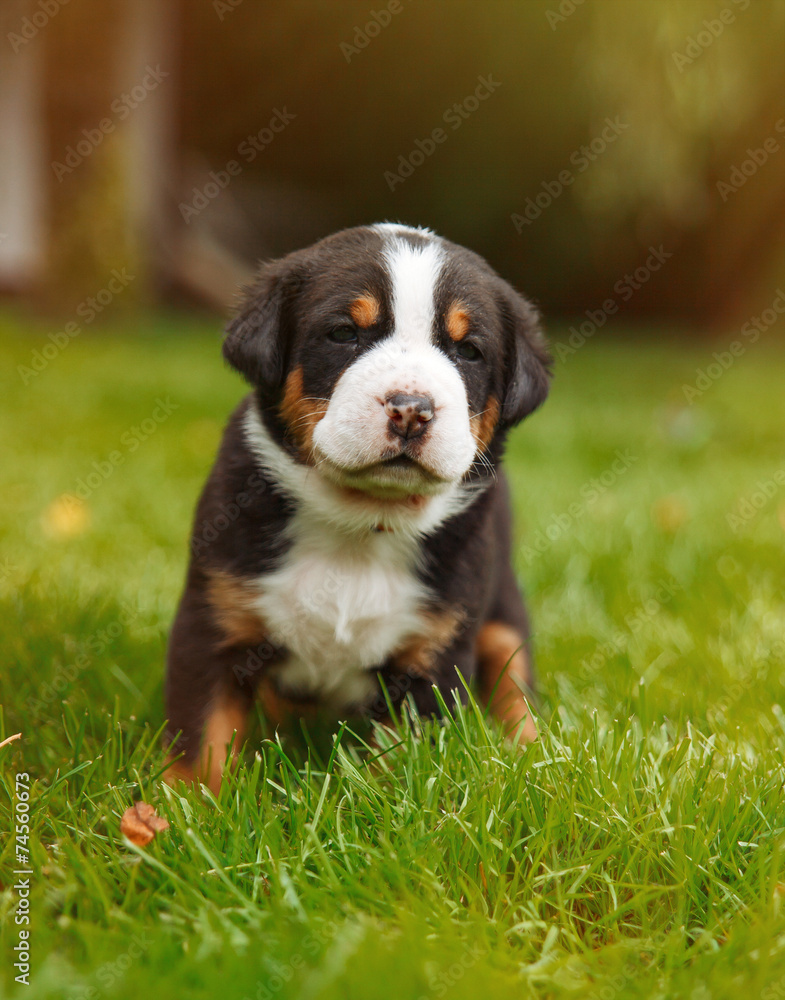 mountain dog puppy on the grass