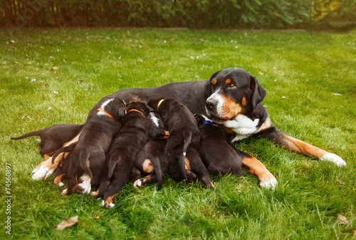 mountain dog puppies, female dog with puppies on the grass