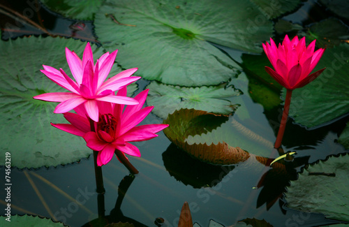 pink water lily at the pond