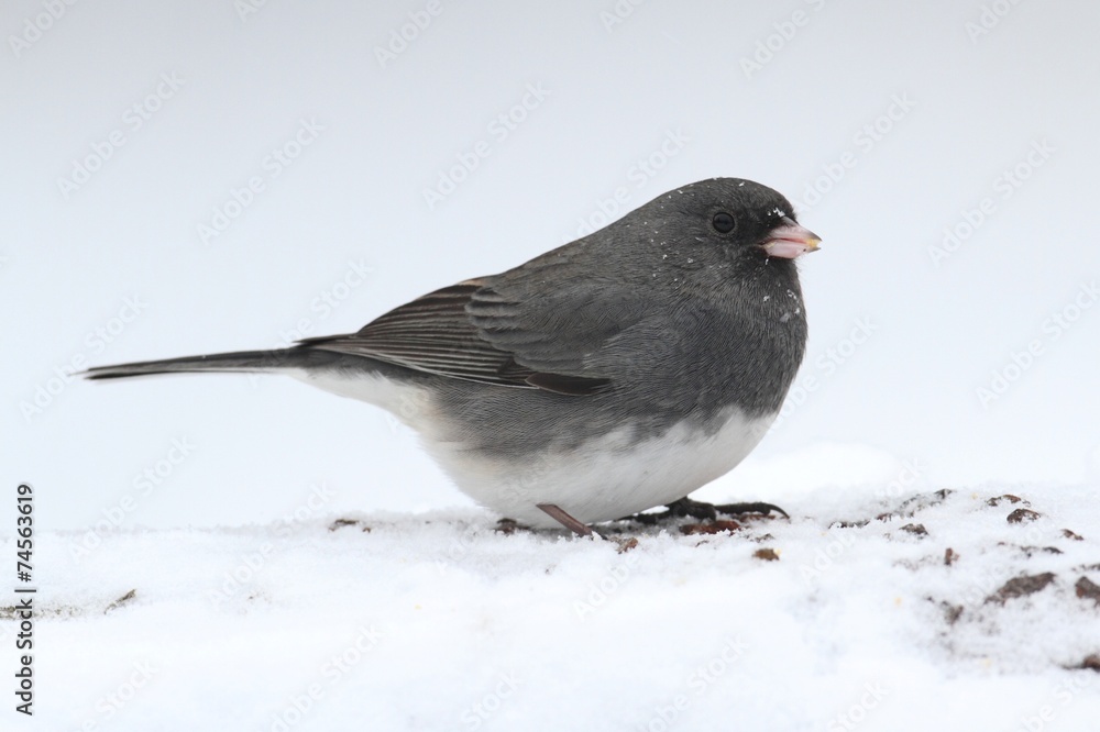 Junco In a Snow Storm Junco In a Snow Storm