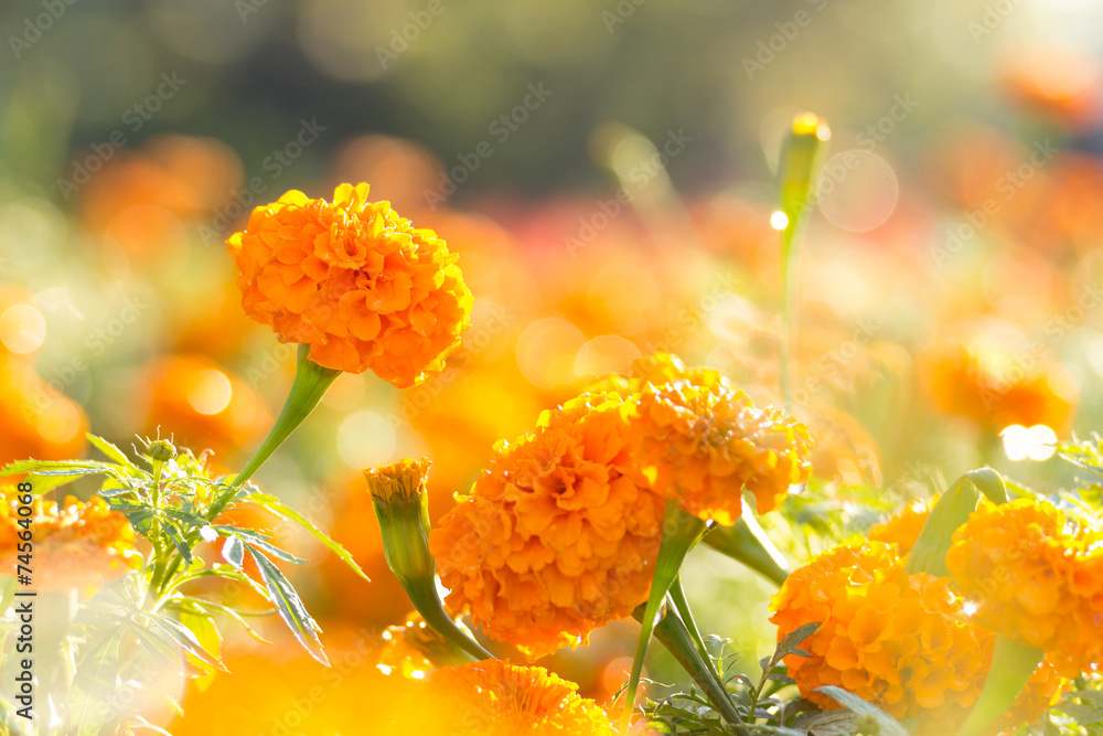 Marigold flowers with water drop in the morning - obrazy, fototapety, plakaty 