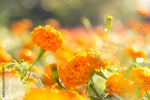Marigold flowers with water drop in the morning