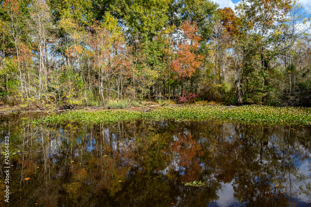 Fototapeta premium Swamp