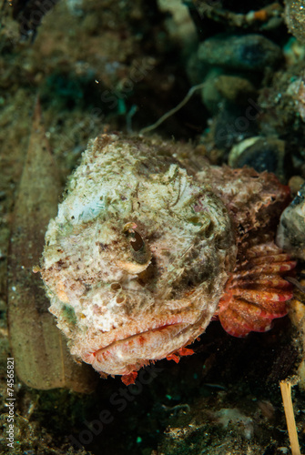Devil scorpionfish in Ambon, Maluku, Indonesia underwater