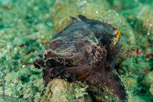 Flamboyant cuttlefish in Ambon, Maluku, Indonesia underwater photo