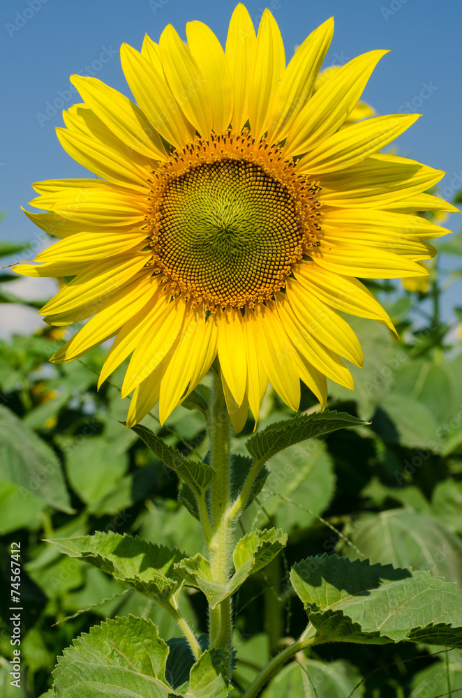 Yellow sunflower in the garden Yellow sunflower in the garden
