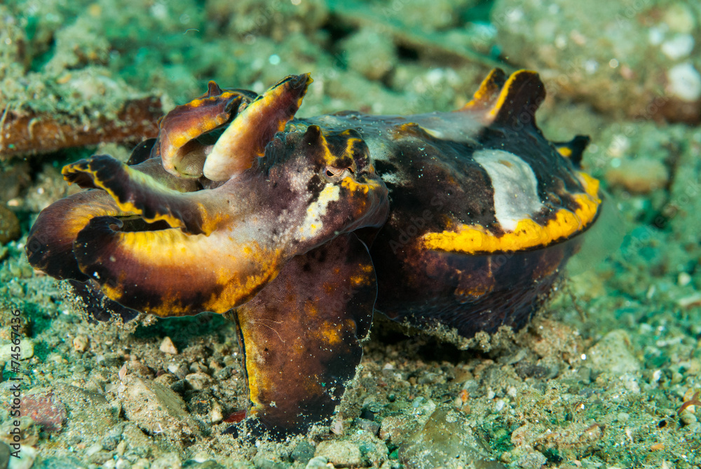 Flamboyant cuttlefish in Ambon, Maluku, Indonesia underwater Flamboyant cuttlefish in Ambon, Maluku, Indonesia underwater