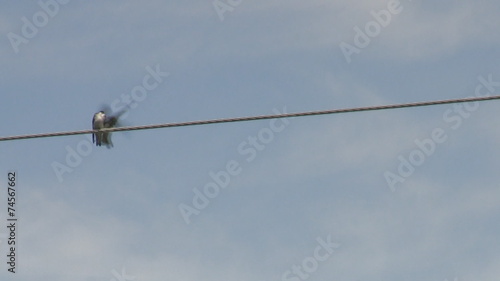 Two Swallow Birds on a Wire in Love or Fighting