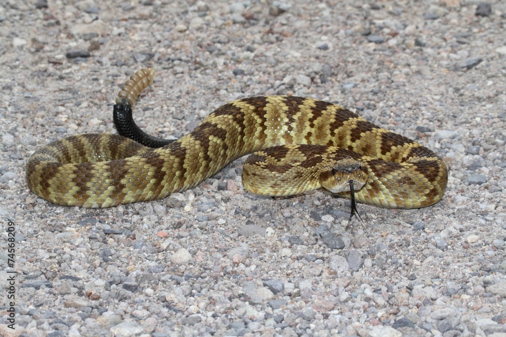 Black-tailed Rattlesnake (Crotalus molossus) Black-tailed Rattlesnake (Crotalus molossus)