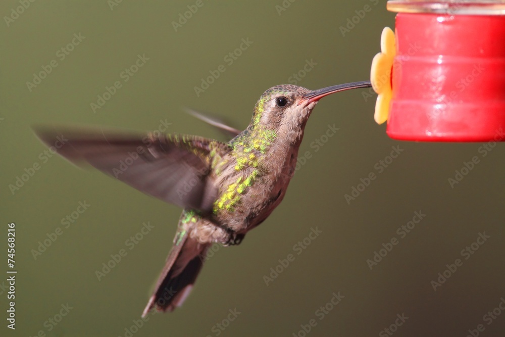 Fototapeta premium Broad-billed Hummingbird (Cynanthus latirostris)