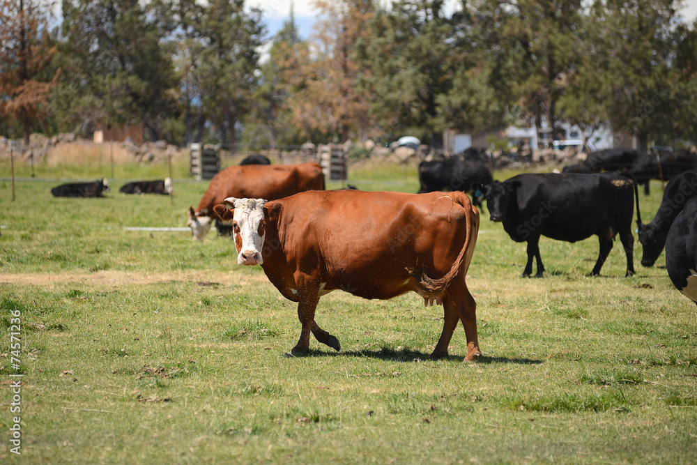 cattle in a farm