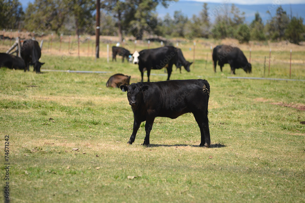 cattle in a farm cattle in a farm