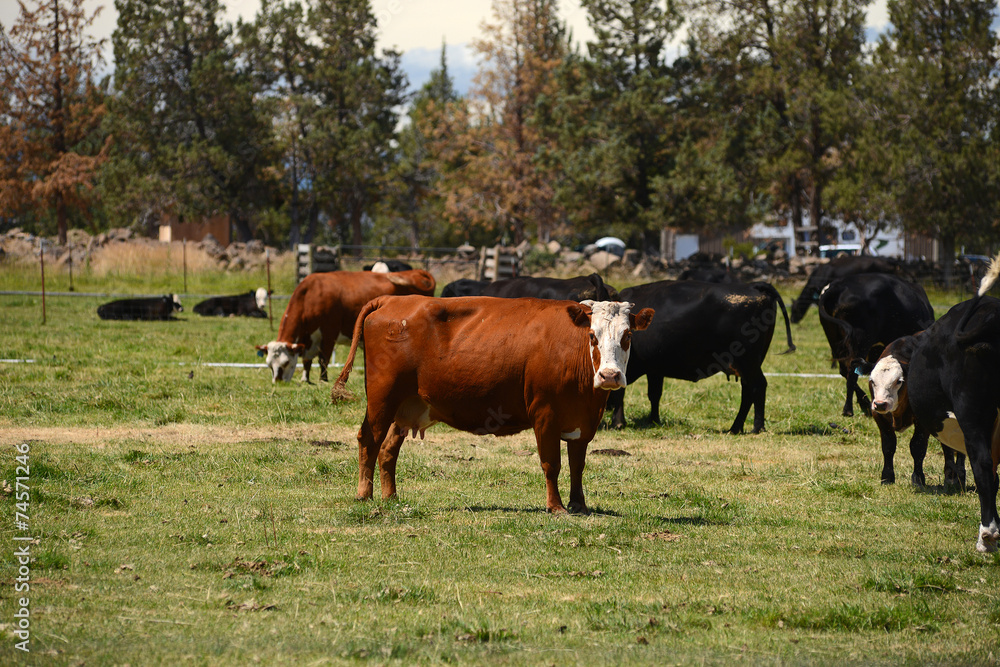 cattle in a farm