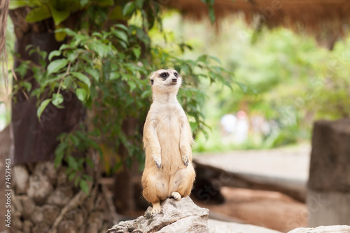 meerkat