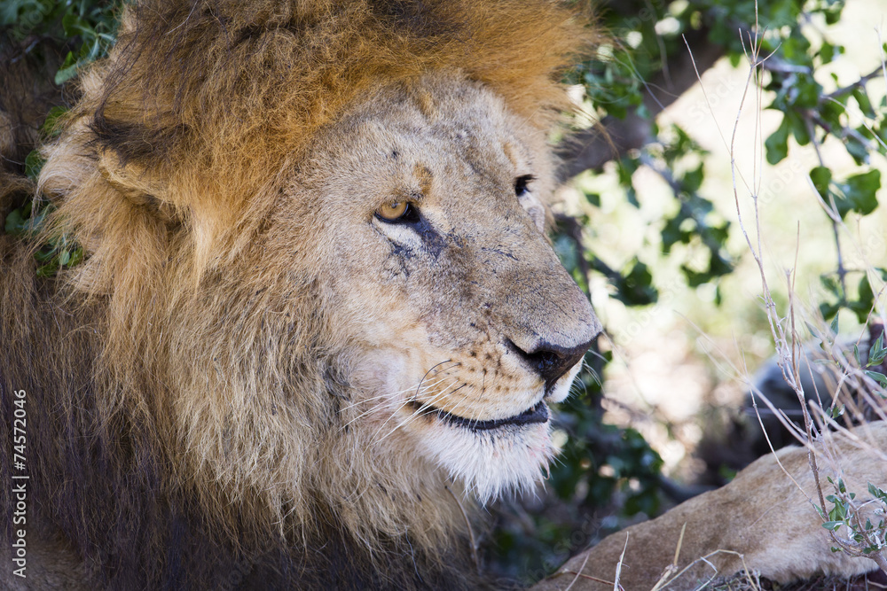 Obraz premium Big male lion rests under tree in Africa