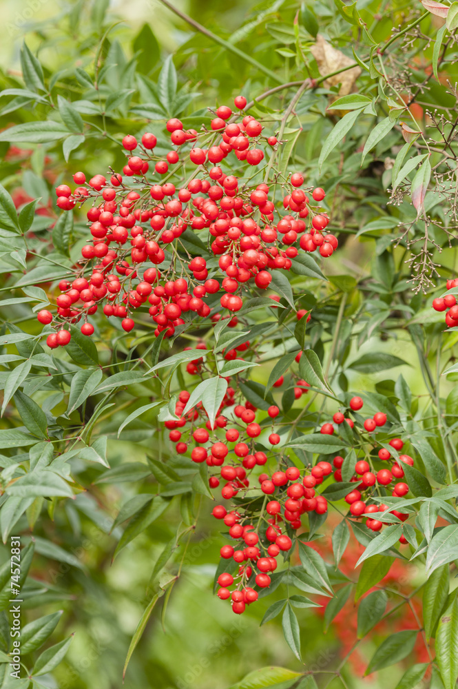 Red berries of undergrowth bushes