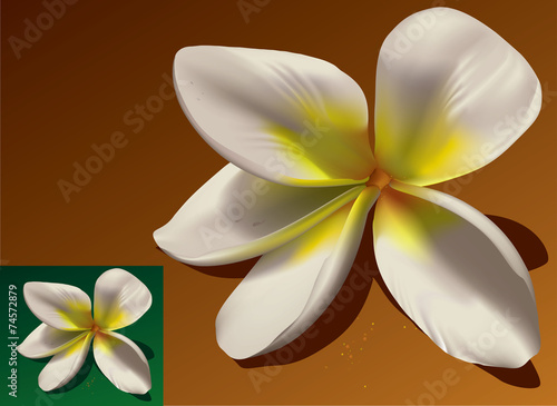 Frangipani