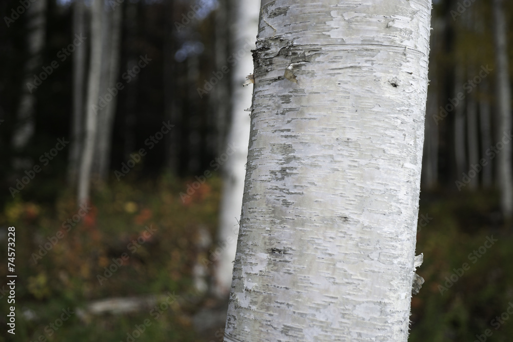 Naklejka premium Silver birch trunk closeup, in forest.