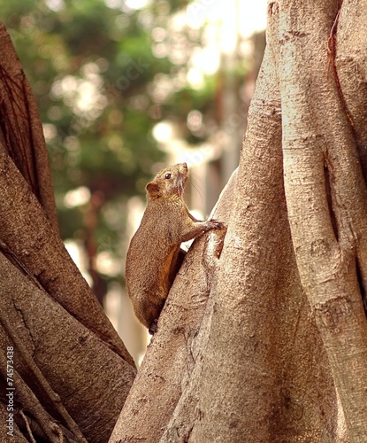 фотографія Large Brown Tree Squirrel