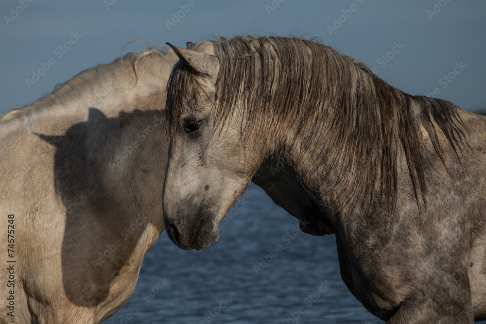 Horse and his shadow Horse and his shadow